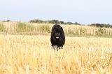 CHOW CHOW 022